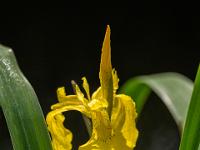 Gelbe Schwertlilie im Gegenlicht